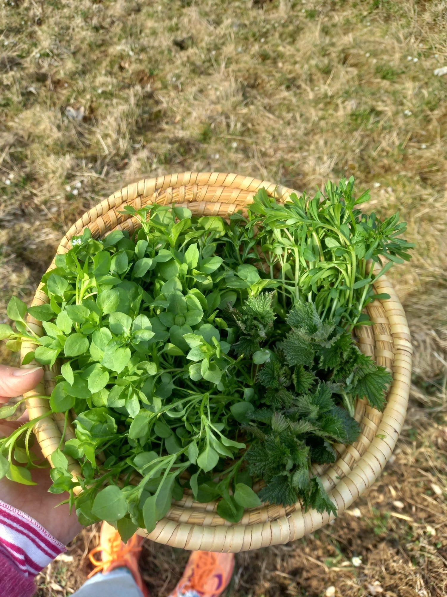 Wildkräuter pesto 